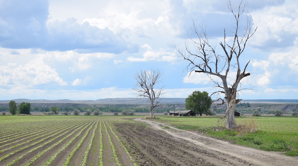 This is near St. X as they say out here, headed out to Yellowtail Dam, a must see if you're out this way.