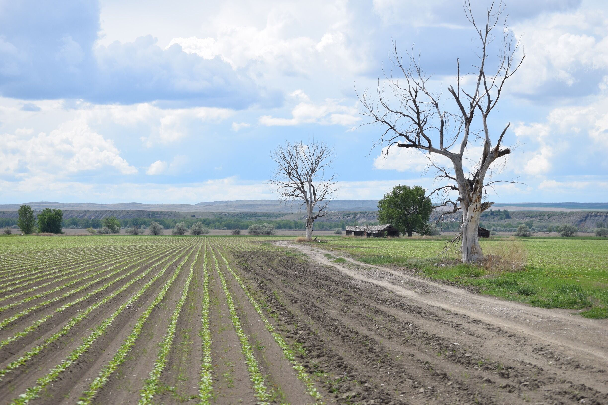 A rural landscape with rows of young crops, a dirt road, and leafless trees.