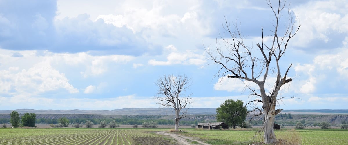 A rural landscape with rows of young crops, a dirt road, and leafless trees.