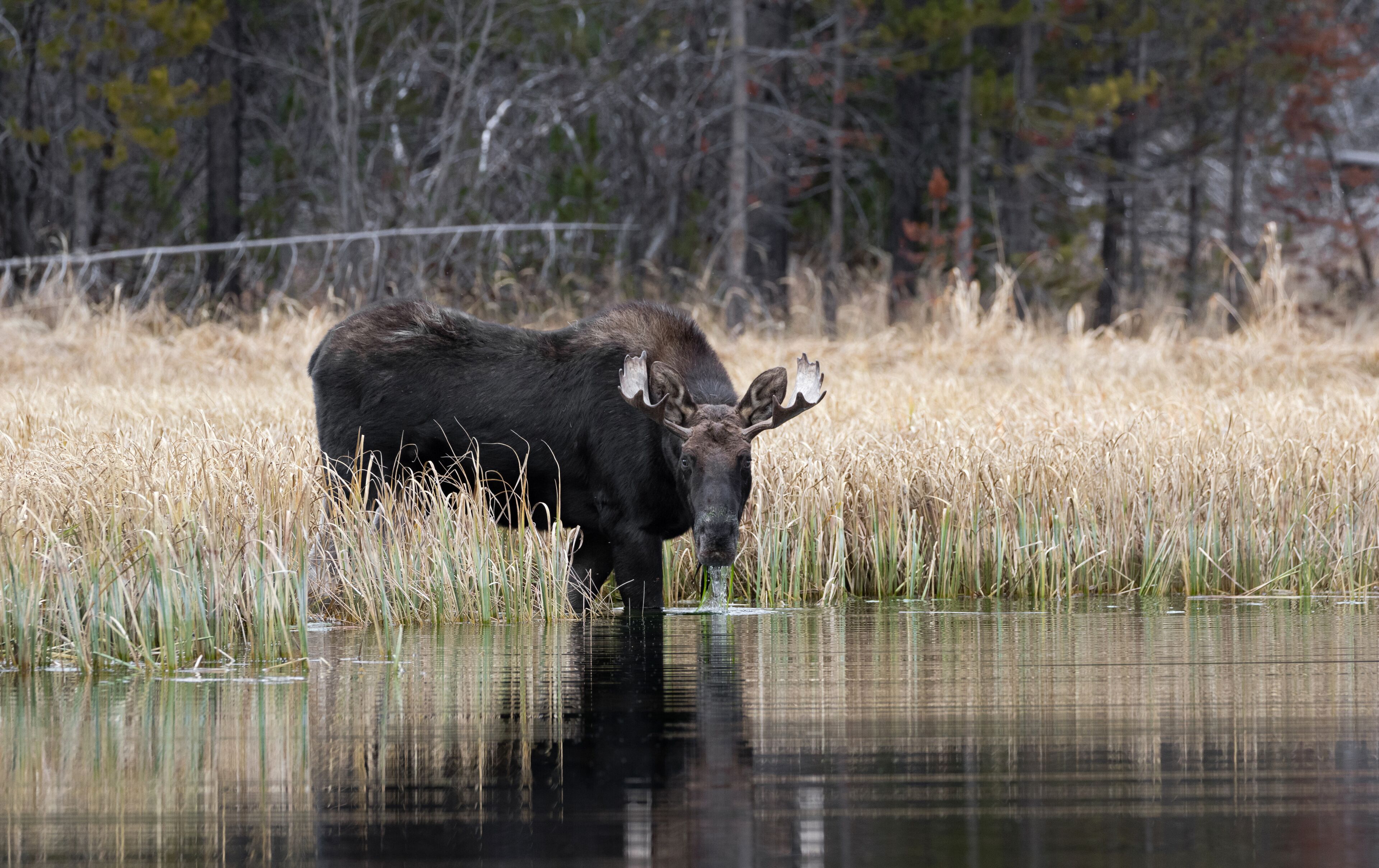 穆斯威  爾遜路