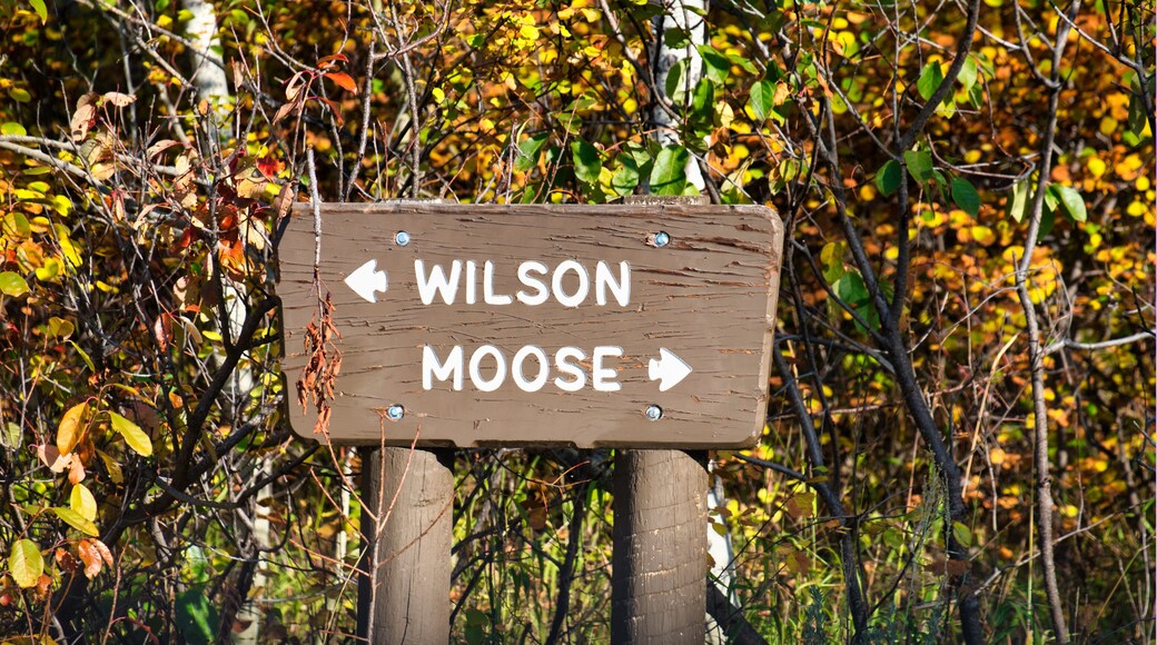 wilson moose road crossing sign grand teton national park