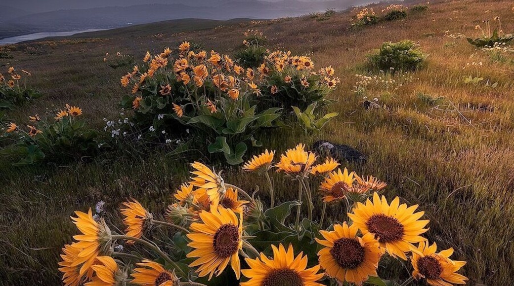 Catching the tail end of the Balsamroot bloom at Columbia Hills State Park. This is a fantastic spot to shoot wildflowers in the spring.