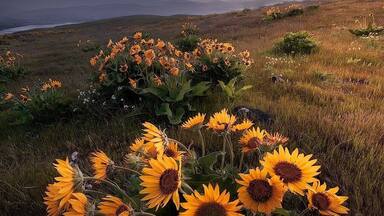 Catching the tail end of the Balsamroot bloom at Columbia Hills State Park. This is a fantastic spot to shoot wildflowers in the spring.