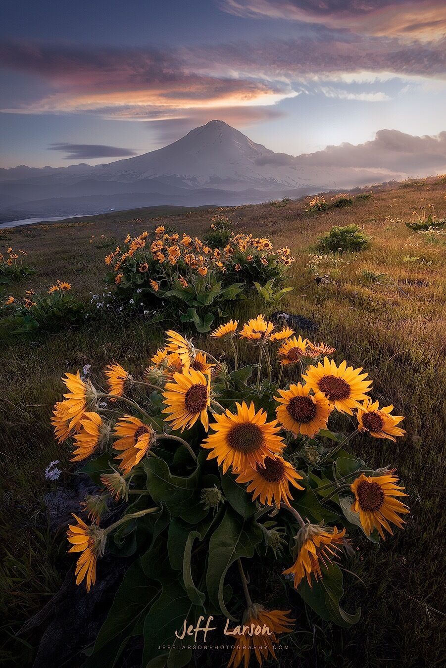 A field of sunflowers with a mountain in the background.