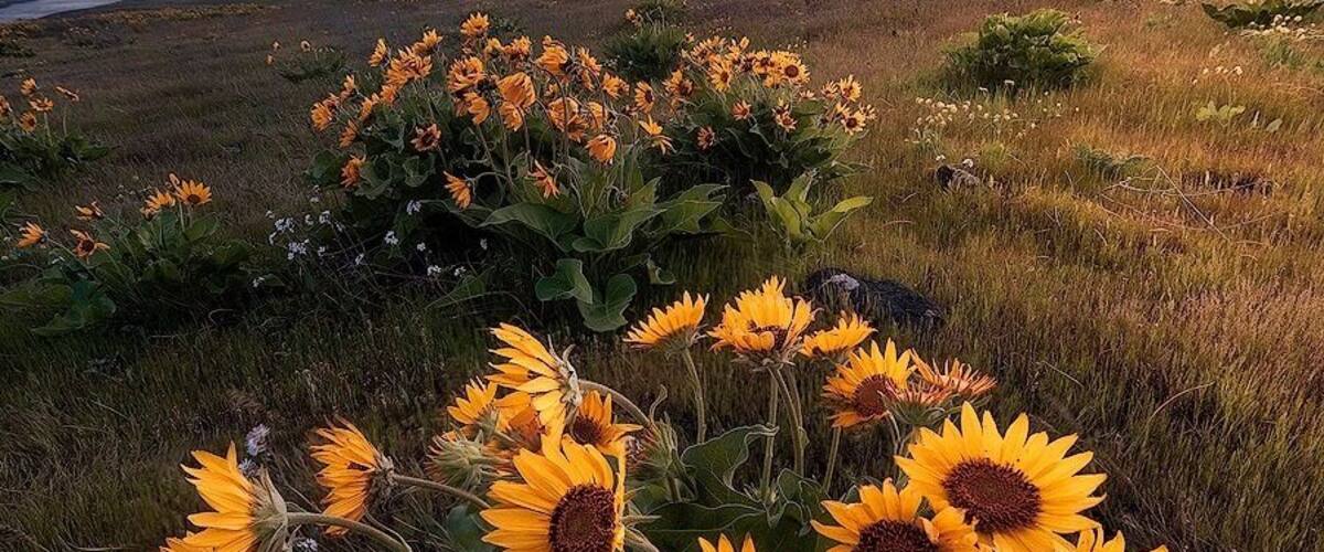 A field of sunflowers with a mountain in the background.
