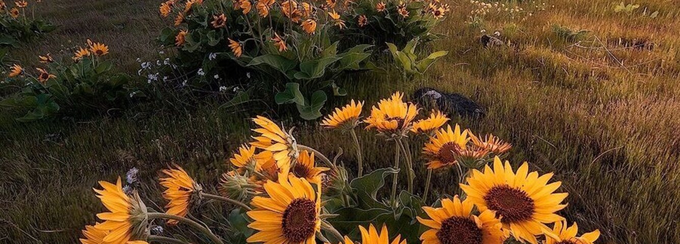 A field of sunflowers with a mountain in the background.