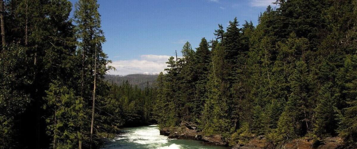A river flowing through a dense forest with tall trees and rocky banks.