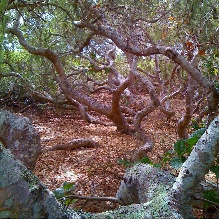 Elfin Forest