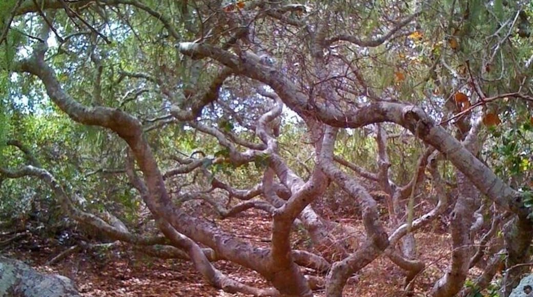 Elfin Forest