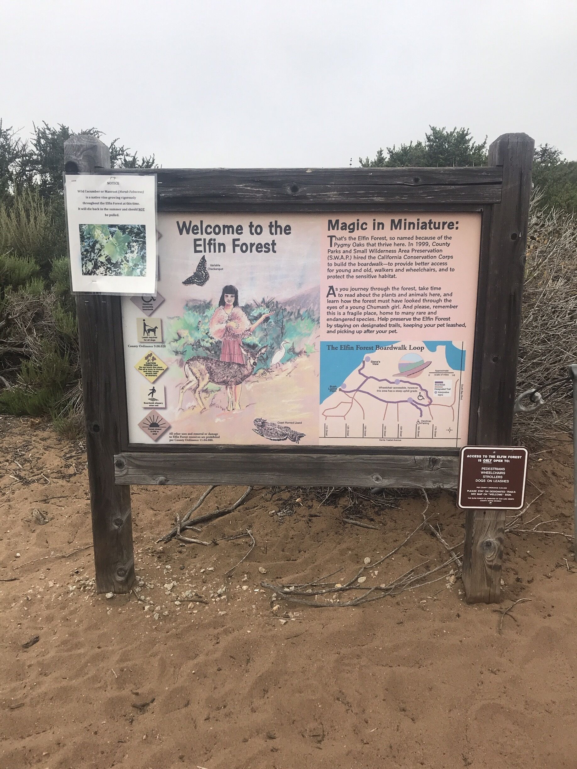 It’s always foggy but the sand is warm and the trees are very hobbit like. Beautiful views and a nice walk along the boardwalk. 