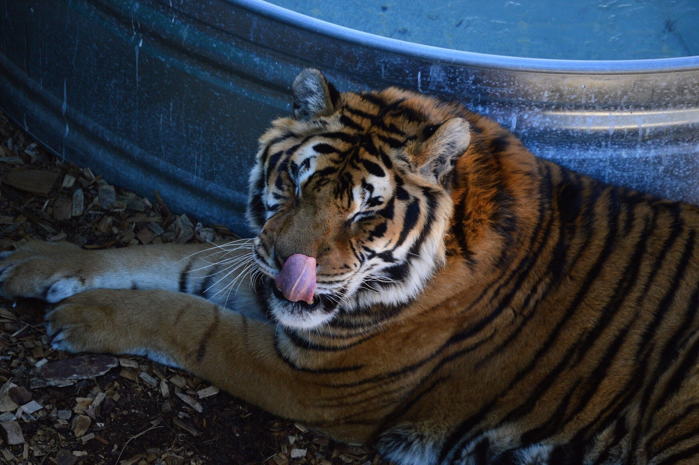 One of the beautiful big cats at the sanctuary. 