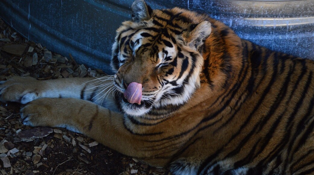 One of the beautiful big cats at the sanctuary.