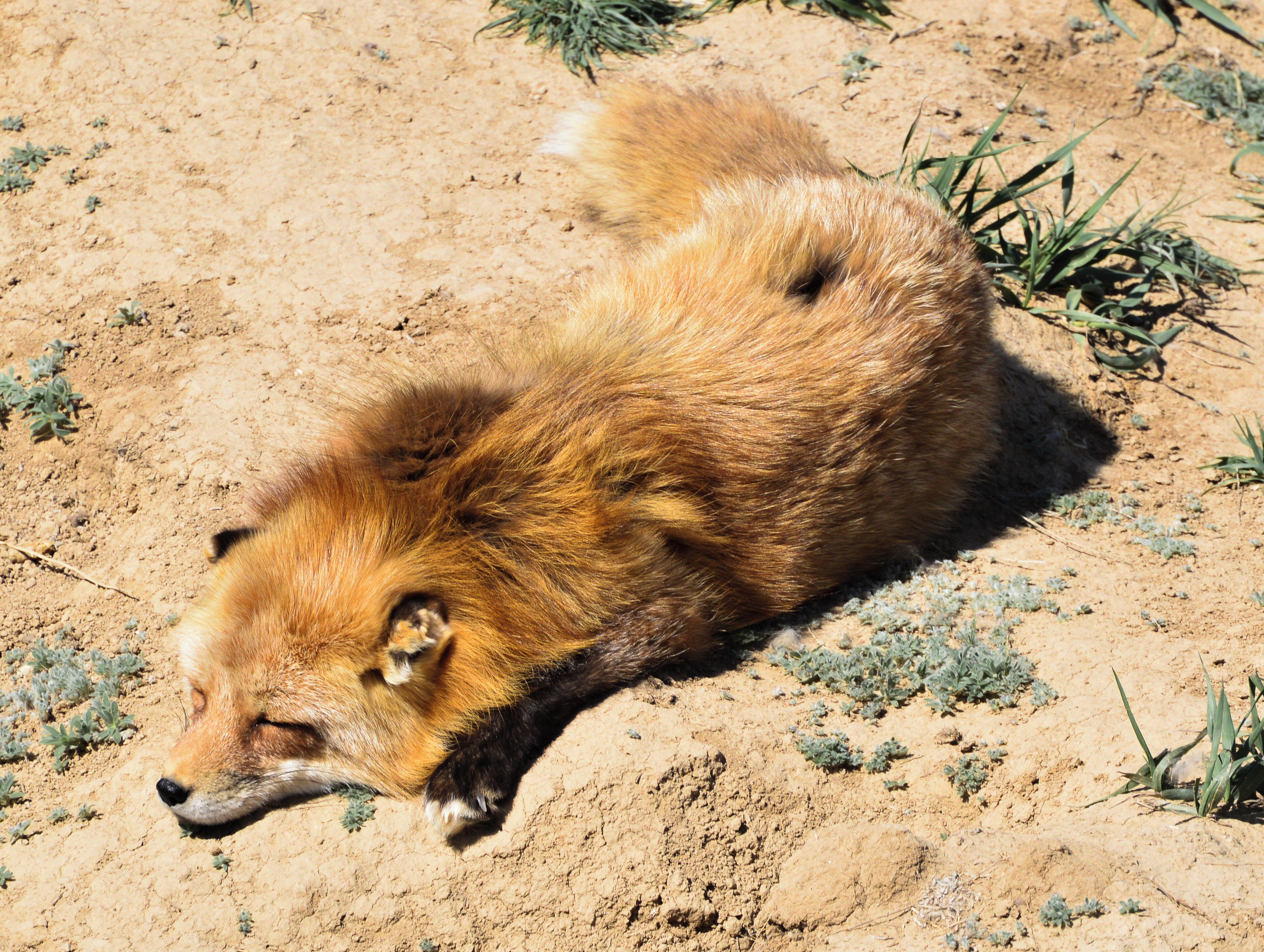 A snoozing fox at the Sanctuary. 

The Wild Animal Sanctuary is a 10,473 acre sanctuary for more than 500 rescued animals. It is the largest carnivore sanctuary in the world, and was designed and built like no others in existence. It has a 1.5 mile long walkway suspended over the animal enclosures, so that visitors can enjoy observing them without disturbing them or imposing limitations on their space. 

​