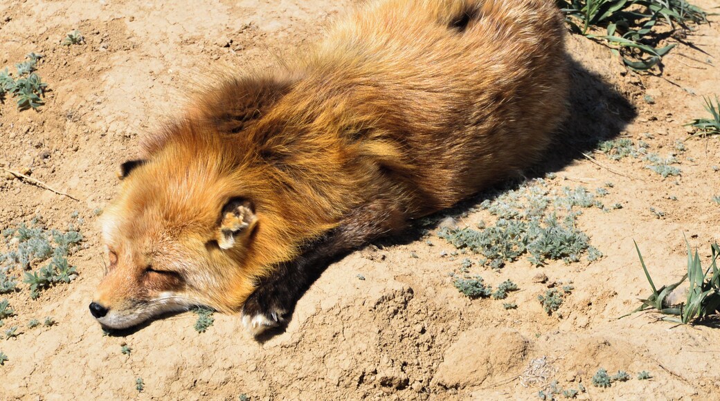 A snoozing fox at the Sanctuary.
The Wild Animal Sanctuary is a 10,473 acre sanctuary for more than 500 rescued animals. It is the largest carnivore sanctuary in the world, and was designed and built like no others in existence. It has a 1.5 mile long walkway suspended over the animal enclosures, so that visitors can enjoy observing them without disturbing them or imposing limitations on their space.

