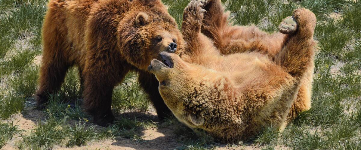 Two bears playing after recently coming out of hibernation.
The Wild Animal Sanctuary is a 10,473 acre sanctuary for more than 500 rescued animals. It is the largest carnivore sanctuary in the world, and was designed and built like no others in existence. It has a 1.5 mile long walkway suspended over the animal enclosures, so that visitors can enjoy observing them without disturbing them or imposing limitations on their space.