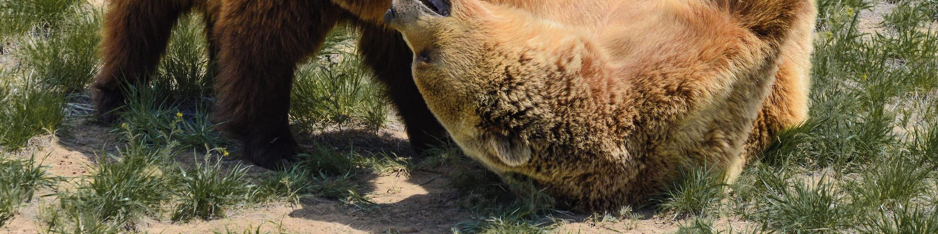 Two bears playing after recently coming out of hibernation.
The Wild Animal Sanctuary is a 10,473 acre sanctuary for more than 500 rescued animals. It is the largest carnivore sanctuary in the world, and was designed and built like no others in existence. It has a 1.5 mile long walkway suspended over the animal enclosures, so that visitors can enjoy observing them without disturbing them or imposing limitations on their space.
