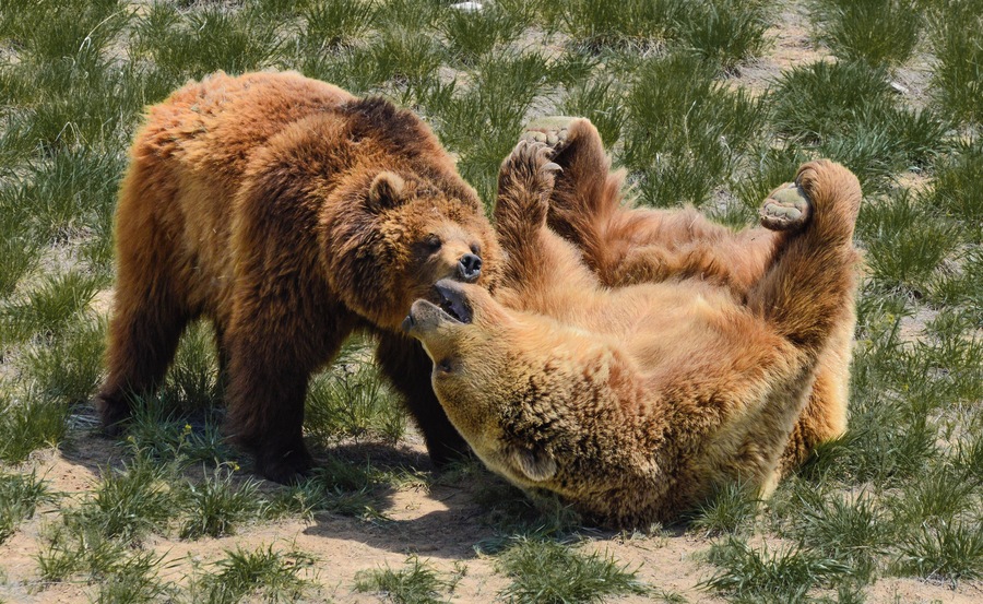 Two bears playing after recently coming out of hibernation.
The Wild Animal Sanctuary is a 10,473 acre sanctuary for more than 500 rescued animals. It is the largest carnivore sanctuary in the world, and was designed and built like no others in existence. It has a 1.5 mile long walkway suspended over the animal enclosures, so that visitors can enjoy observing them without disturbing them or imposing limitations on their space.