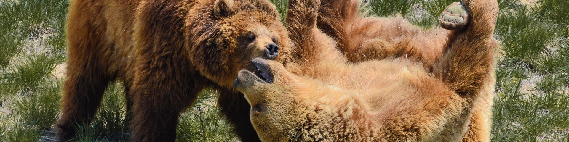 Two bears playing after recently coming out of hibernation.
The Wild Animal Sanctuary is a 10,473 acre sanctuary for more than 500 rescued animals. It is the largest carnivore sanctuary in the world, and was designed and built like no others in existence. It has a 1.5 mile long walkway suspended over the animal enclosures, so that visitors can enjoy observing them without disturbing them or imposing limitations on their space.