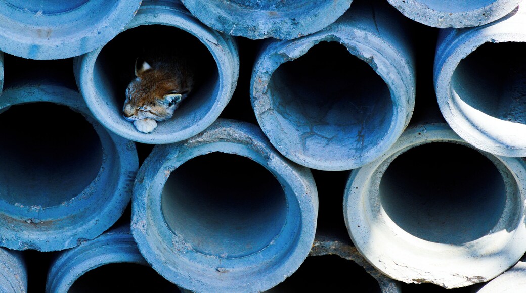 A lynx slumbering in concrete pipes.
The Wild Animal Sanctuary is a 10,473 acre sanctuary for more than 500 rescued animals. It is the largest carnivore sanctuary in the world, and was designed and built like no others in existence. It has a 1.5 mile long walkway suspended over the animal enclosures, so that visitors can enjoy observing them without disturbing them or imposing limitations on their space.