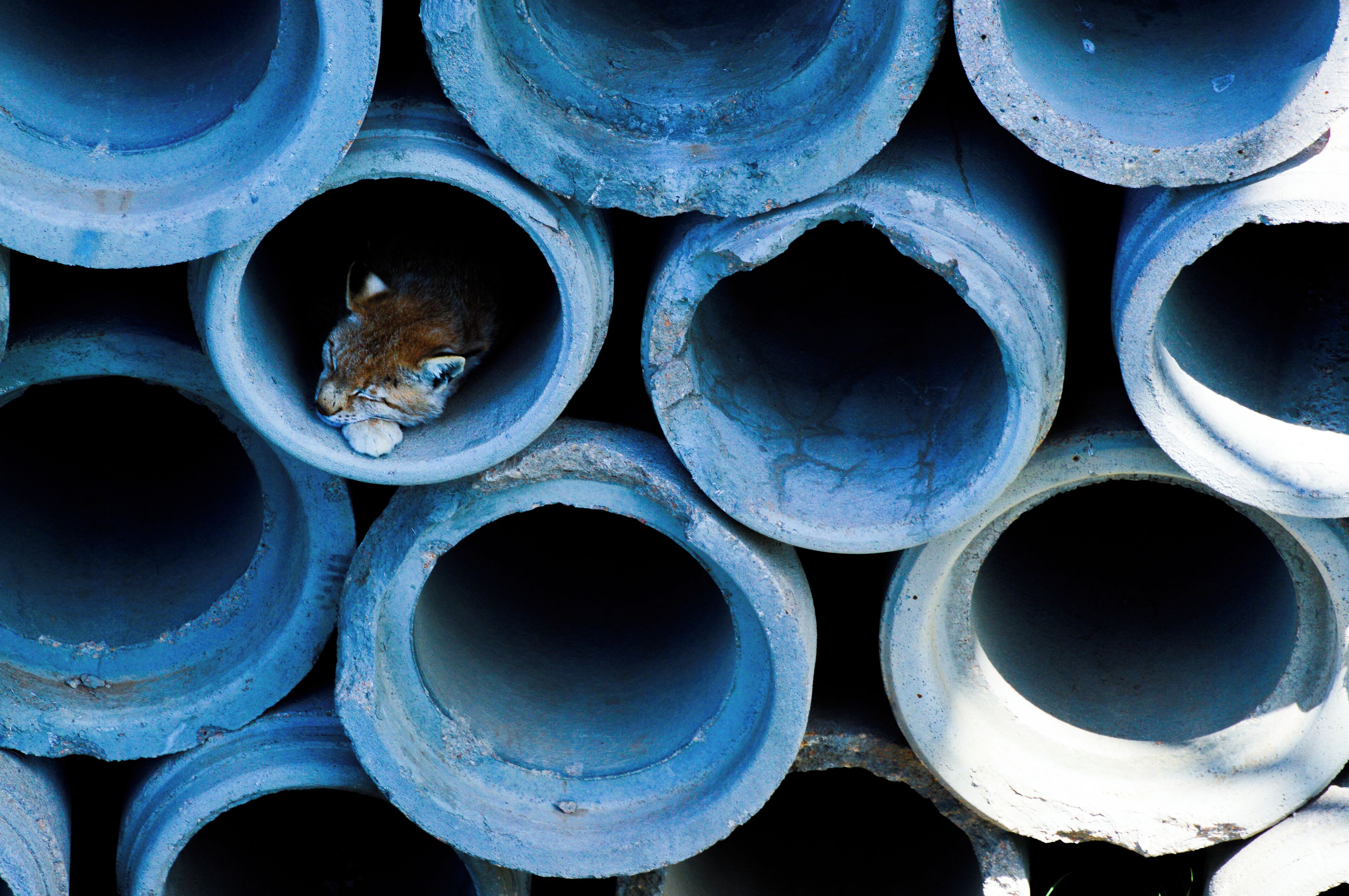 A cat inside a pipe.