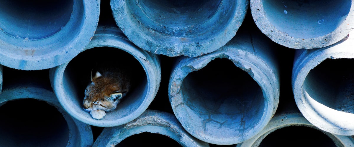 A cat inside a pipe.