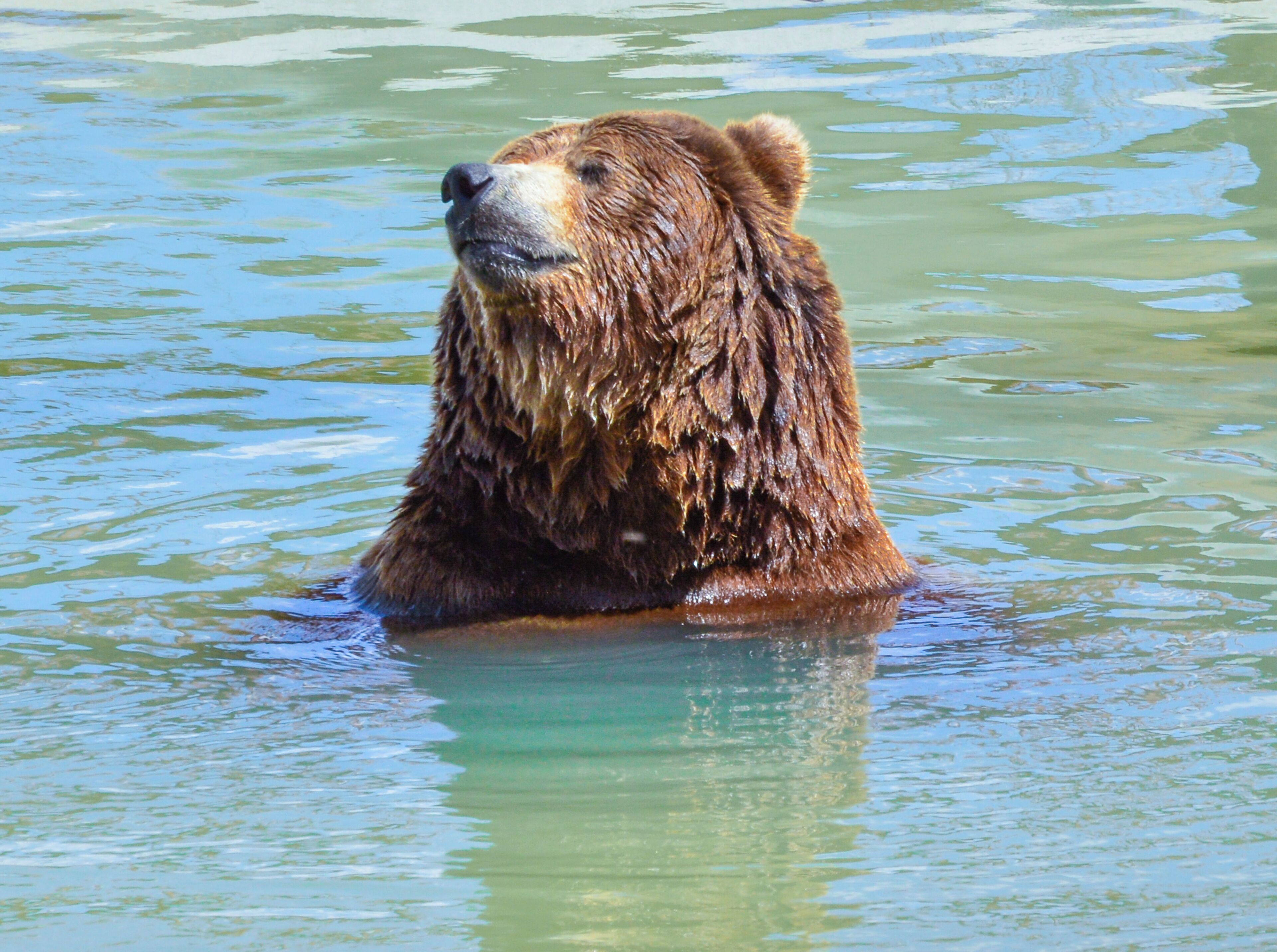 A gorgeous and huge bear taking a dip in the cool waters. 

The Wild Animal Sanctuary is a 10,473 acre sanctuary for more than 500 rescued animals. It is the largest carnivore sanctuary in the world, and was designed and built like no others in existence. It has a 1.5 mile long walkway suspended over the animal enclosures, so that visitors can enjoy observing them without disturbing them or imposing limitations on their space. 