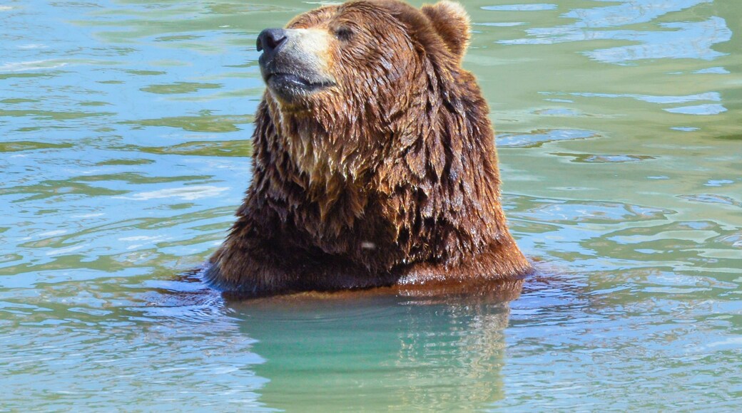 A gorgeous and huge bear taking a dip in the cool waters.
The Wild Animal Sanctuary is a 10,473 acre sanctuary for more than 500 rescued animals. It is the largest carnivore sanctuary in the world, and was designed and built like no others in existence. It has a 1.5 mile long walkway suspended over the animal enclosures, so that visitors can enjoy observing them without disturbing them or imposing limitations on their space.