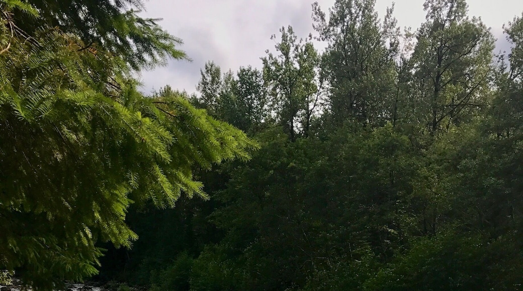 Hiking along the Sandy River in Oregon near.t #mthood #takeahike sweepstakes!