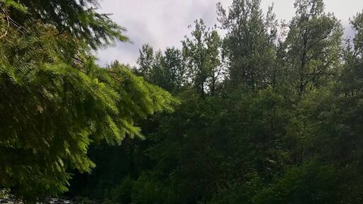 Hiking along the Sandy River in Oregon near.t #mthood #takeahike sweepstakes!