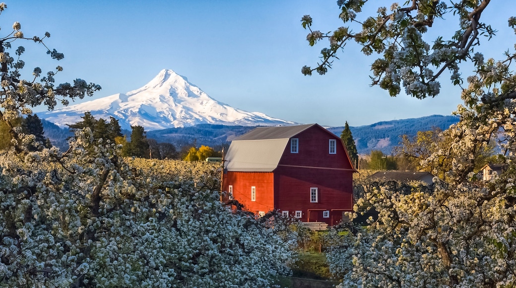 Blooming season in Hood River, Oregon. Iconic view landscape. Red barn, Mt. Hood and blooming trees in pear orchard