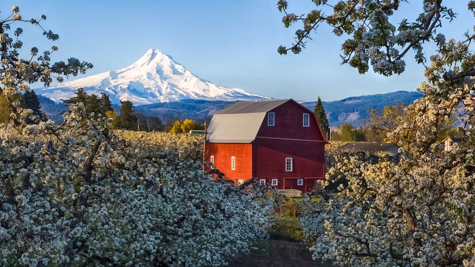 A red barn, blooming trees, and a snow-capped mountain in the background.