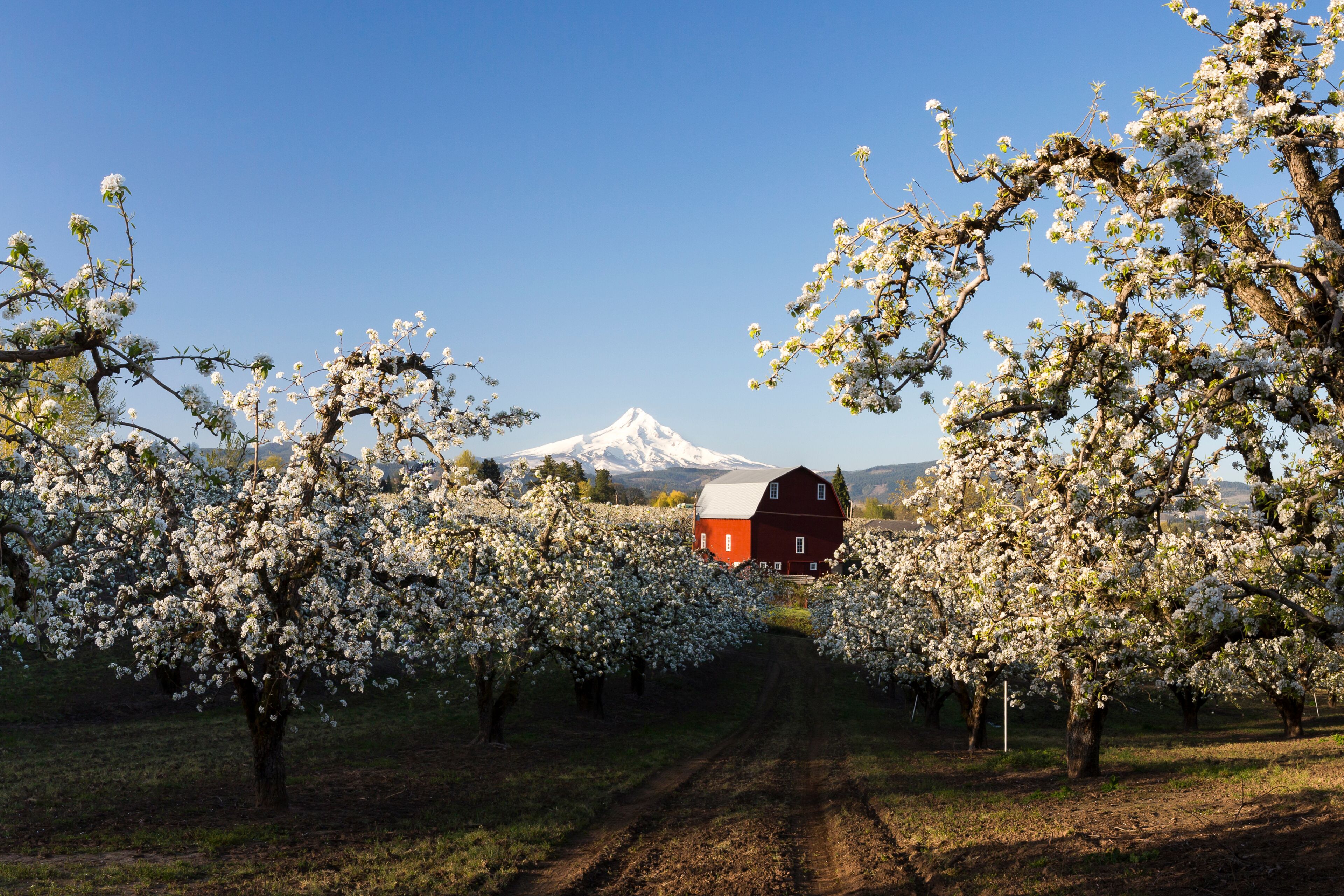 Blooming season in Hood River, Oregon. Iconic view landscape. Red barn, Mt. Hood and blooming trees in pear orchard