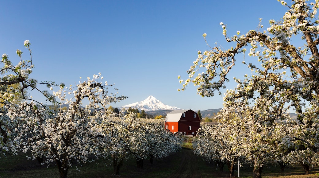Blooming season in Hood River, Oregon. Iconic view landscape. Red barn, Mt. Hood and blooming trees in pear orchard