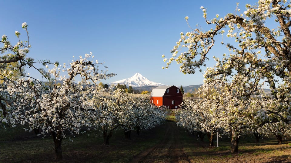 A rural landscape with a red barn, blossoming trees, and a snow-capped mountain in the background.