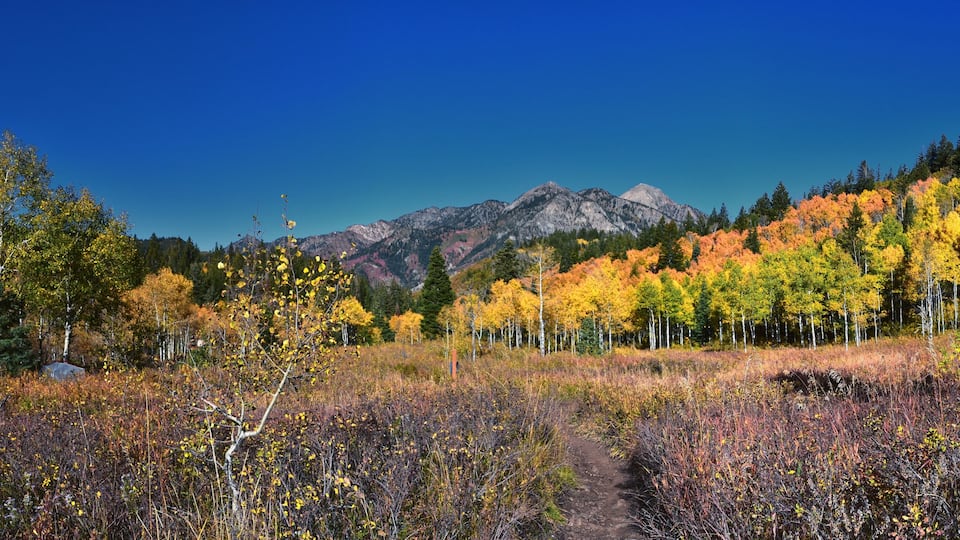 A forest with autumn foliage, a clear sky, and mountains in the background.
