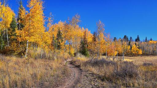 Pine Hollow hiking trail Mountain views by Timpanogos in the Wasatch Mountains Rocky Mountains, Utah. America.