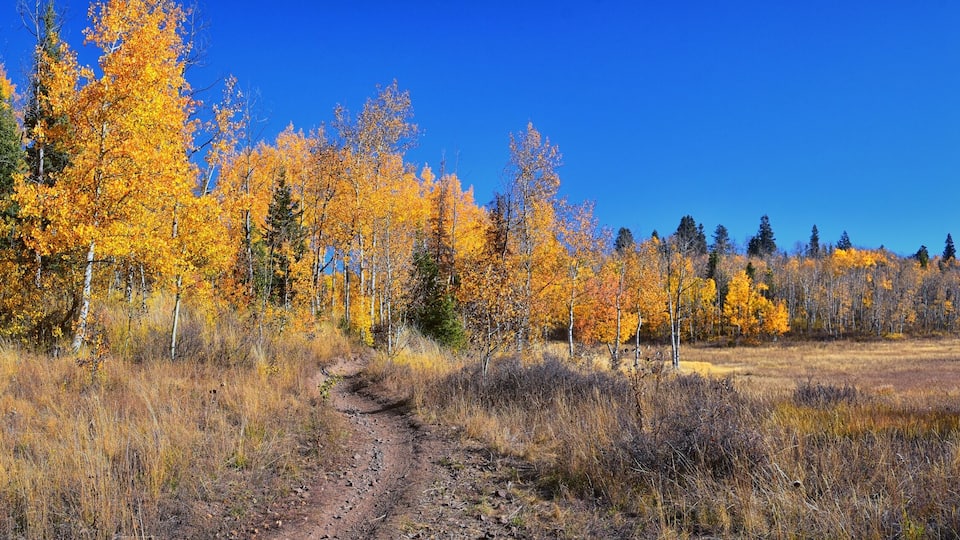 A forest with autumn-colored trees and a dirt path.