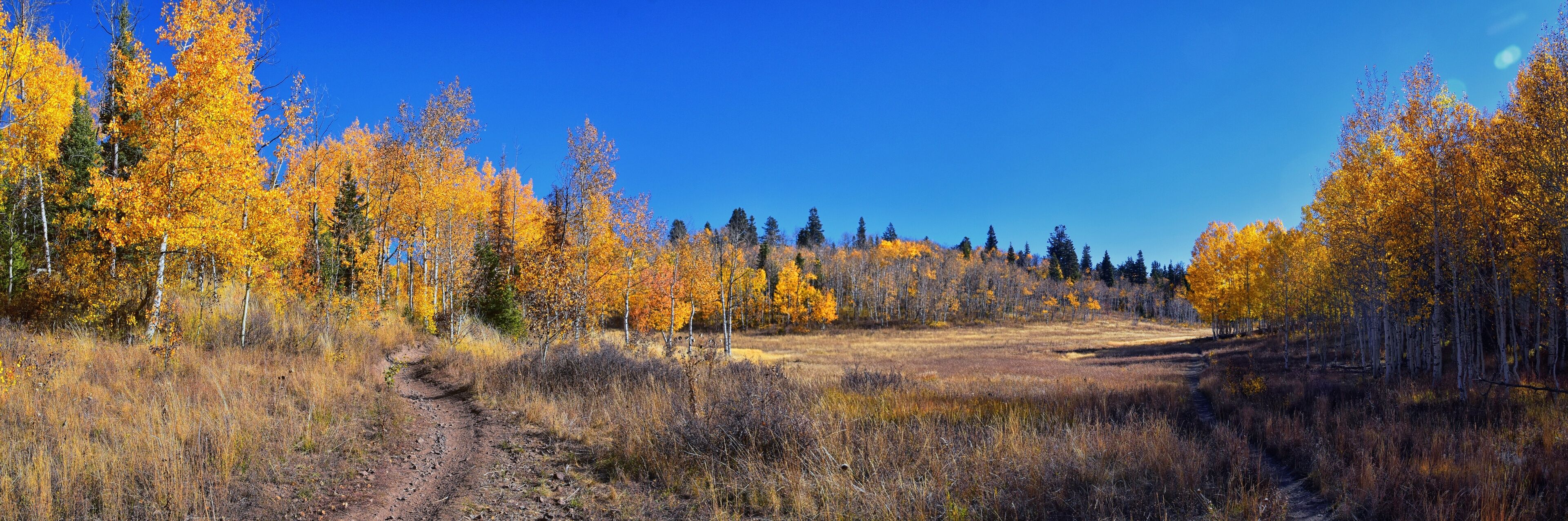 A forest with autumn-colored trees and a dirt path.