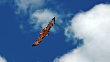 This was riding the air currents in a beautiful blue sky. #OnTheRoad