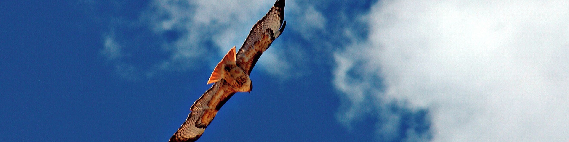 This was riding the air currents in a beautiful blue sky. #OnTheRoad