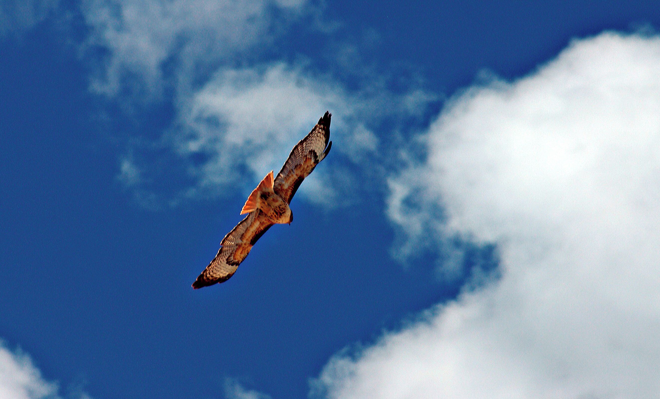 A bird of prey flying against a blue sky with clouds.