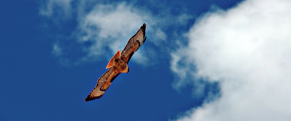 A bird of prey flying against a blue sky with clouds.