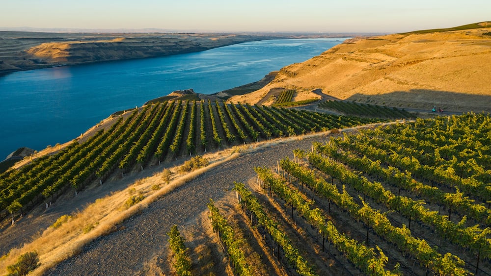 A vineyard with rows of grapevines.