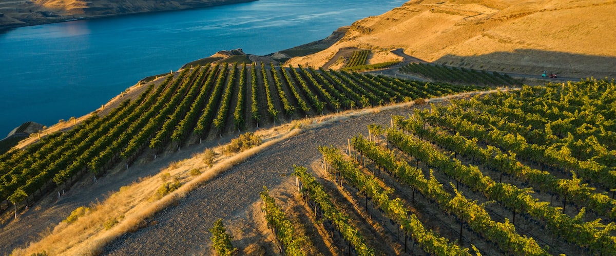 A vineyard with rows of grapevines.