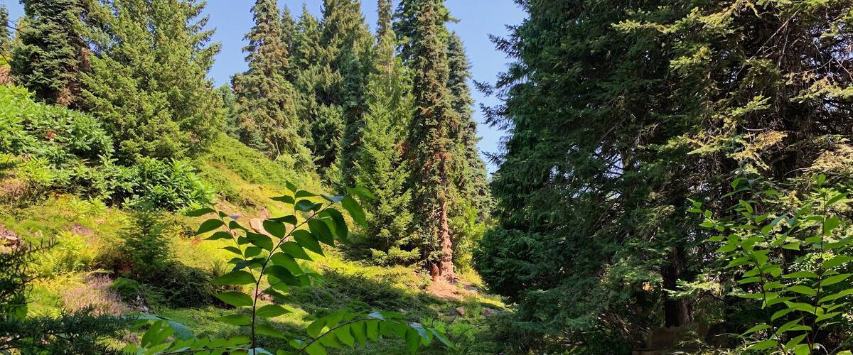 A serene lake surrounded by dense forest and tall trees.