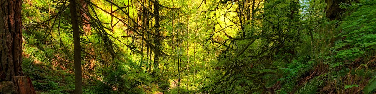 A forest stream with rocks and ferns.