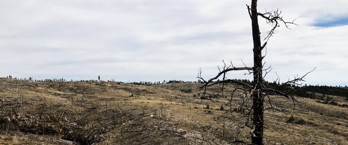 A barren landscape with a dead tree in the foreground and a hilly terrain in the background.