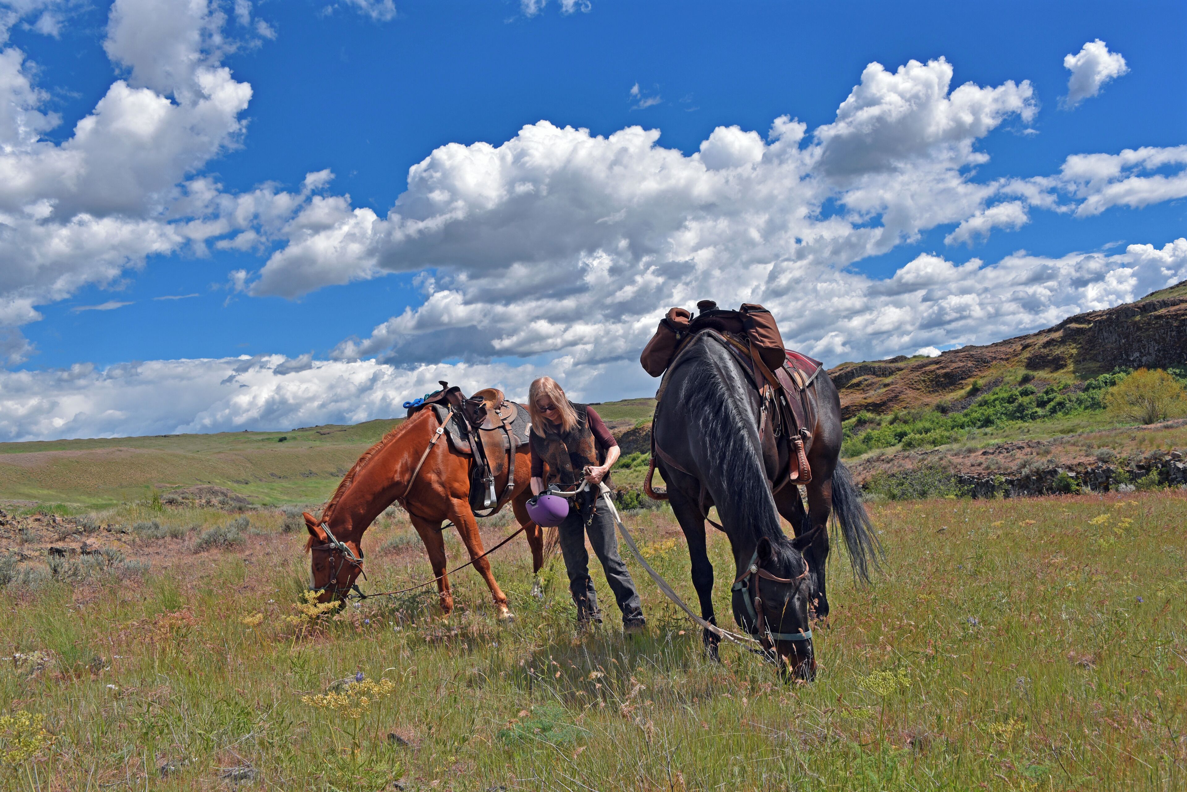 Washington's Channeled Scablands are beautiful in the spring when the wildflowers are in bloom and before the rattlesnakes get restless.  Traveling by horseback is a wonderful way to see all the sights and cover a lot of miles.  As we took a break, the horses took a chance to graze.
#nature
#outdoors
#horses
#horseback_riding