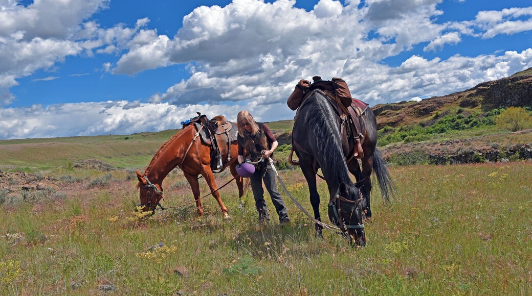 Washington's Channeled Scablands are beautiful in the spring when the wildflowers are in bloom and before the rattlesnakes get restless. Traveling by horseback is a wonderful way to see all the sights and cover a lot of miles. As we took a break, the horses took a chance to graze.
#nature
#outdoors
#horses
#horseback_riding