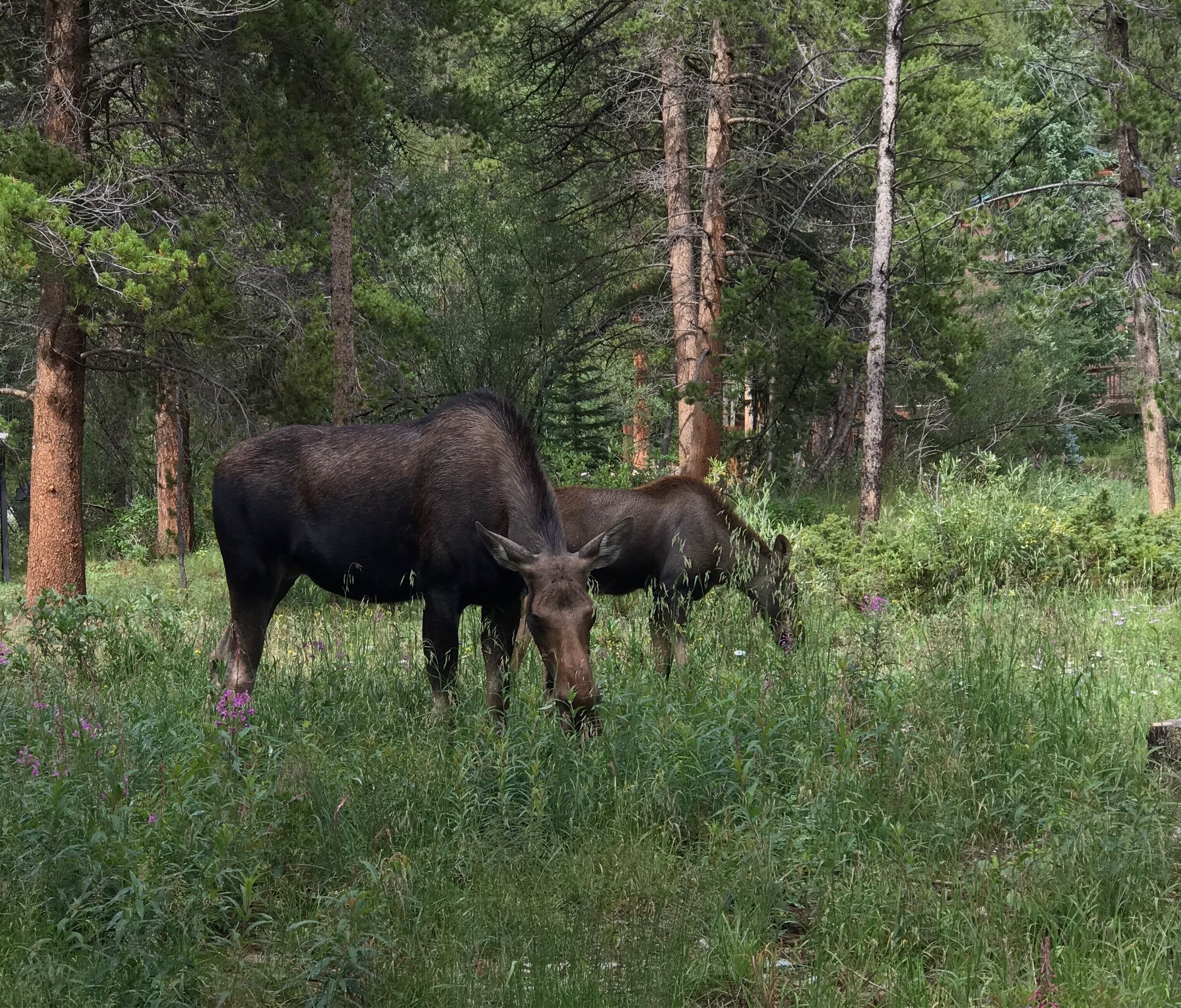 Mom and her calf in the yard...